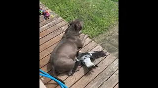 Unlikely Animal best friends English Staffy Peggy and Young Magpie Molly lazing in the sun