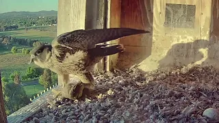 FalconCam Project~Indigo is playing with his breakfast~6:03 a.m. 2022/11/26