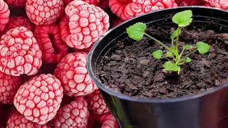 ➤ How to SOW Raspberries from FROZEN or FRESH Fruit✅