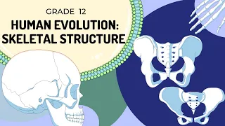 Human Evolution | Skeletal Structure