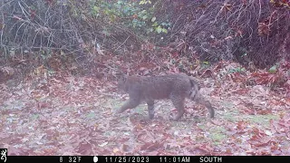 November 2023 South Trailcam Highlights