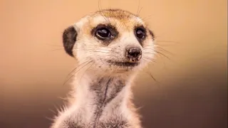 How To Speak Meerkat | Meerkats - The Secrets of an Animal Superstar | BBC Earth Kids