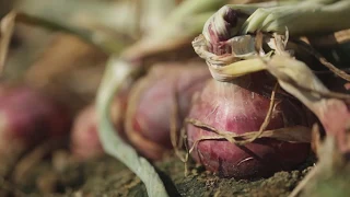 Mga Bagong Teknolohiya sa Pagsi-Sibuyas (New Technologies in Onion Farming)