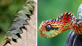 10 Strangest & Most Unique Snakes In The World