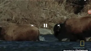 Bison calf survives wolf attack