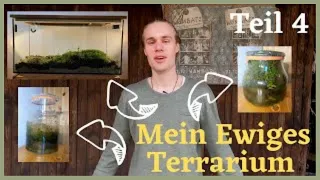 Ewiges Terrarium im Laufe der Jahre Teil 4 | Wolf Light