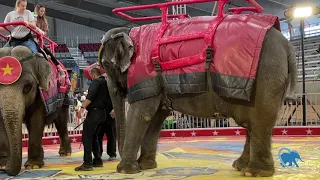 Suffering elephants in the circus