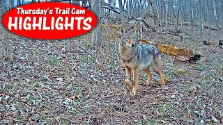 HUGE Coyote Chases Deer in Daylight, Skunk Feels Threatened: Thursday's Trail Cam Highlights: 4.6.23
