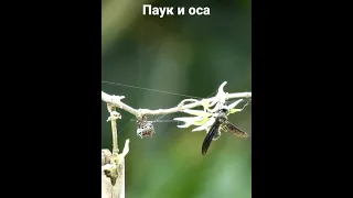 паук и оса