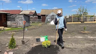 НОВЫЕ КУСТАРНИКИ ДЛЯ ОЗЕЛЕНЕНИЯ УЧАСТКА/ВЫСОКИЕ ГРЯДКИ/МАЙСКИЙ УРОЖАЙ В ТЕПЛИЦЕ