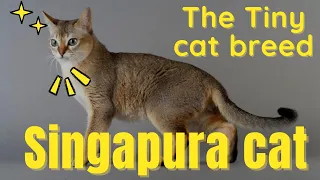 Singapura cat the tiny domestic cat breed