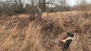 Hog 2022 Pulling out the snared castrated boar.