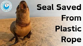 Seal Rescued From Plastic Rope