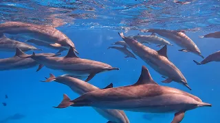 Satayah Reef (Dolphin Reef)