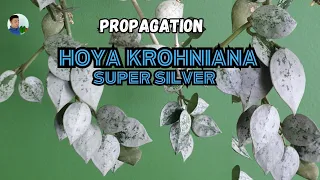 Hoya krohniana super silver (propagation) - love its silvery leaves 😍