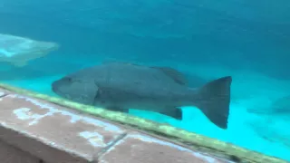 Atlantis Nassau Bahamas - Underwater Shark Tunnel