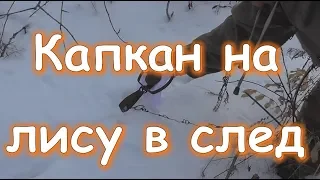 Эффективный способ установки капкана на лису в след