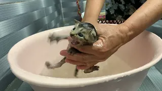 First bath for two kittens