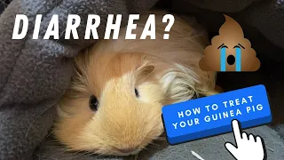 My Guinea Pig Has Diarrhea! What do I do? (Taglish)