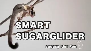 Smart Sugarglider Solves Difficult Puzzles