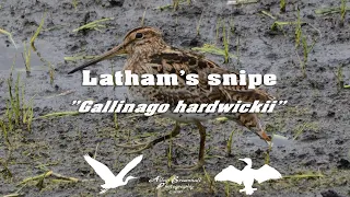 Latham’s snipe “Gallinago hardwickii” II