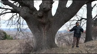 10.000 YILLIK SİYEZ BUĞDAYININ PEŞİNDE - Belgesel