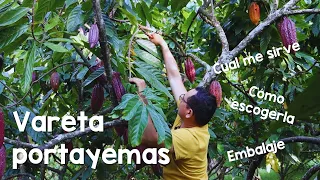 Cómo escoger la vareta portayemas para injertar cacao | Actualización