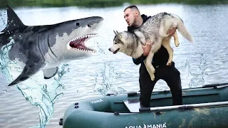 ВЫБРОСИЛ ХАСКИ С ЛОДКИ / учим собаку плавать