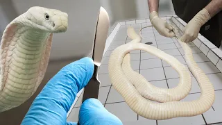 How The Rarest Snake In The World  ACTUALLY DIED - Lilith The White King Cobra