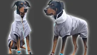 Куртка для собаки крупной породы своими руками. Шью куртку для добермана.