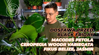 Macodes Petola, Ceropegia Variegata, Jaśmin w dostawie przed Black Friday 🌿