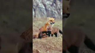 fox with babies #shorts #viral #ytshorts #trending #nature #youtubeshorts #video #foryou #video