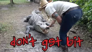 Why You Shouldn't Mess With Alligators