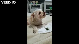 Cute Funny Maltese Compilation