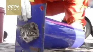Stuck in a pipeline: Firefighters save trapped kitten