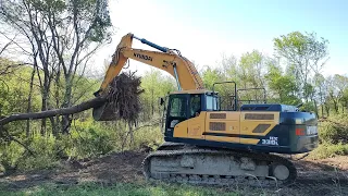 Last Row Of Trees To Remove On The Pond Cleanup