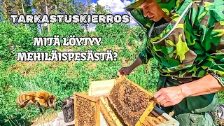 Kurkistetaan pariin mehiläispesään - Alkaako hunajaa jo kertymään?