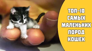 ТОП-10 самых маленьких пород кошек в мире