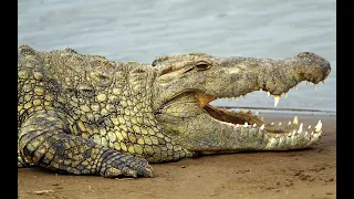 Документальный фильм о крокодилах National Geographic