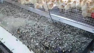 Custom chicken Brooder cage, automatic manure collection