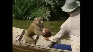 Monkeys trained to pick coconuts