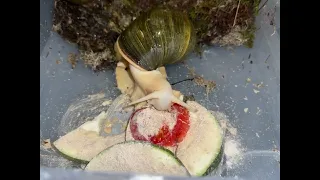 Архахатина Вентрикоза Леуцист🍉🍉🍉