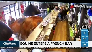 Horse gets loose in French restaurant