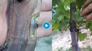 Summer Chip bud grafting old vines.