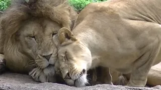 Luna the lion (♀)💗She barks without conveying her feelings to Gao [Tennoji Zoo]