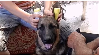 КАК ПОСТАВИТЬ УШИ ЩЕНКУ немецкой овчарки. Sticking German Shepherd puppy ears. Одесса. Украина.