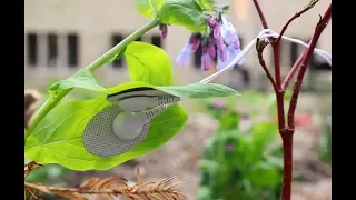 What Do Plants Sound Like? Plants and the Audible Spectrum