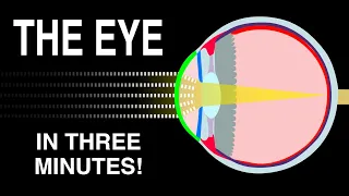 EYE ANATOMY IN 3 MINUTES!