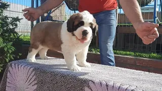 Щенки сенбернара 35 дней St. Bernard puppies (35 days old)