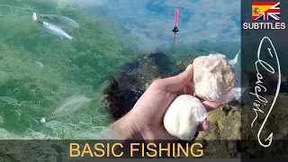 How to catch mullets with bread and cheese - great underwater videos